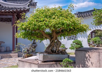 Outdoor bonsai plant in a large pot.  Traditional Japanese house yard.  - Powered by Shutterstock