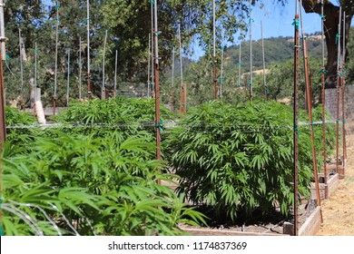 Outdoor Cannabis Garden Farm