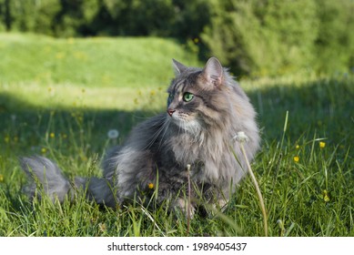 猫 横 歩く の写真素材 画像 写真 Shutterstock