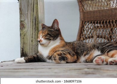 Calico Tabby Cat High Res Stock Images Shutterstock