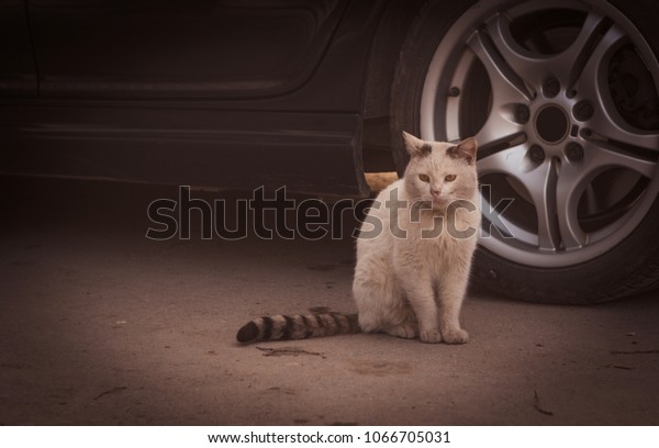 Outdoor cat style - white cat sitting besides the\
car-wild life animals