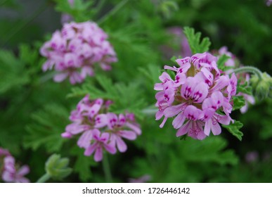 Outdoor Citronella Plant With Floral