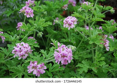 Outdoor Citronella Plant With Floral