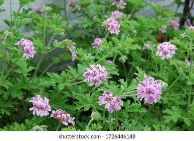 Outdoor Citronella Plant With Floral