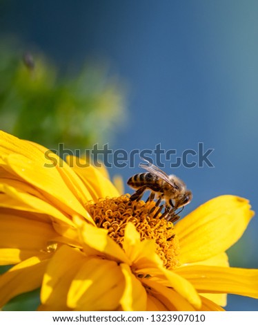 Outdoor colorful macro of yellow false sunflower/heliopsis sunflower blossom  with a bee on blurred green blue background on a sunny bright summer day