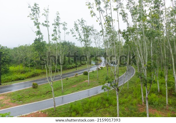outdoor\
concrete car and bicycle road near rubber\
tree