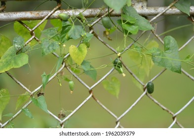 Outdoor Crawling Vines On Metal Fence