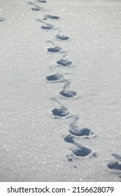 Outdoor daytime nature image of footsteps through freshly fallen snow.