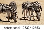 Outdoor, environment and group with zebra grazing in nature reserve, wildlife and conservation. Natural, habitat and animal dazzle at countryside for safari destination, sanctuary or protected area