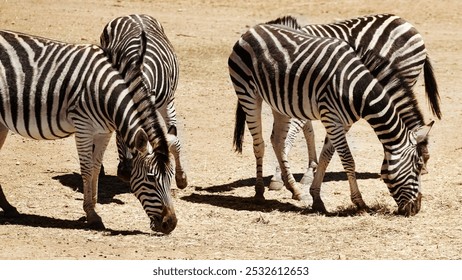 Outdoor, environment and group with zebra grazing in nature reserve, wildlife and conservation. Natural, habitat and animal dazzle at countryside for safari destination, sanctuary or protected area - Powered by Shutterstock