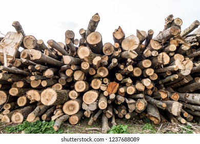 Outdoor firewood storage - Shutterstock ID 1237688089