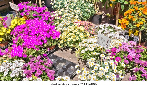 Outdoor Flower Market In City Of Nice, France