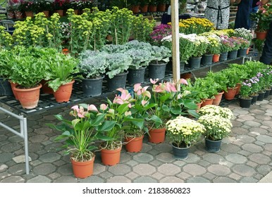 Outdoor Flower Shop, Small Flower And Plant Show Festival.