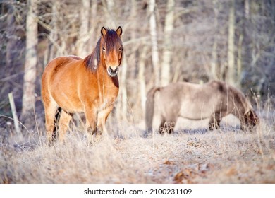 6,200 Fluffy horses Images, Stock Photos & Vectors | Shutterstock