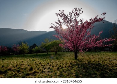 outdoor, garden, park, beautiful, tree, nature, sky, spring - Shutterstock ID 2310764655