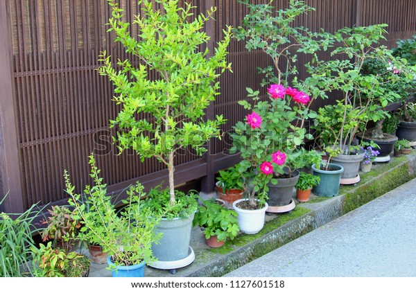 Outdoor Garden Patio Plants Pots Flowers Stock Photo Edit Now