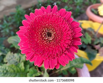 outdoor garden shoot