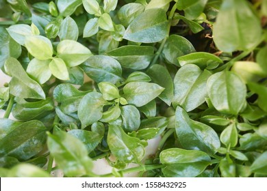 Outdoor Green Plant Foilage Background