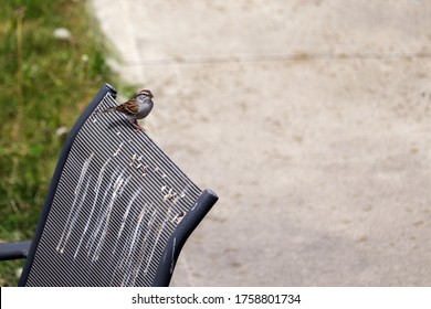 Outdoor grey patio chair covered in bird droppings, while a small finch bird is perched on the back of the chair. Comical concept of the popular "pigeon or statue" symbolic quote on life. Copy space.