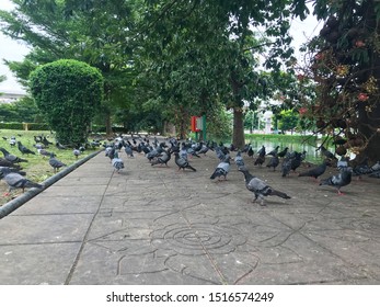 outdoor group of pigeons in the park at Thailand