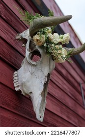 Outdoor Halloween Decoration Close Up Photo. Cow Scull With Wreath Of Dry Wild Roses And Lights. 