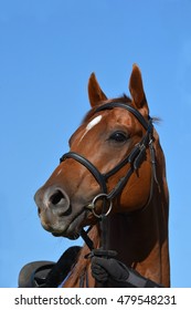 Outdoor Head Portrait Of A South African Thoroughbred Chestnut Race Horse With Alert Facial Expression.