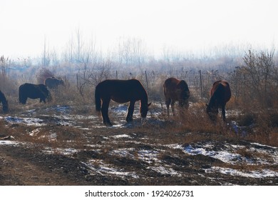 Outdoor Horse Herd In Winter, Grazing On The Farm