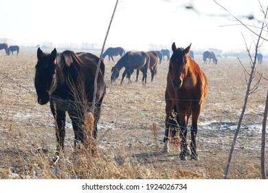 Outdoor Horse Herd In Winter, Grazing On The Farm