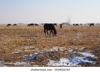 Outdoor Horse Herd In Winter, Grazing On The Farm