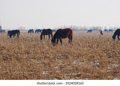 Outdoor Horse Herd In Winter, Grazing On The Farm