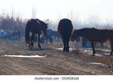 Outdoor Horse Herd In Winter, Grazing On The Farm