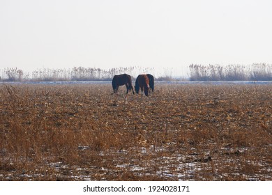 Outdoor Horse Herd In Winter, Grazing On The Farm