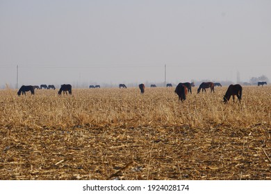 Outdoor Horse Herd In Winter, Grazing On The Farm