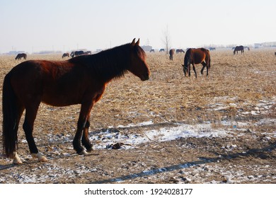 Outdoor Horse Herd In Winter, Grazing On The Farm