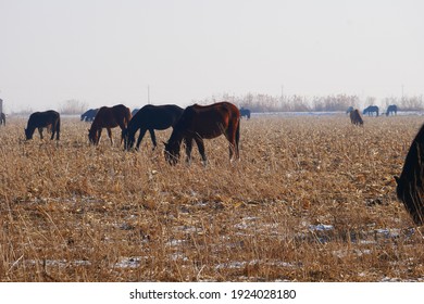 Outdoor Horse Herd In Winter, Grazing On The Farm