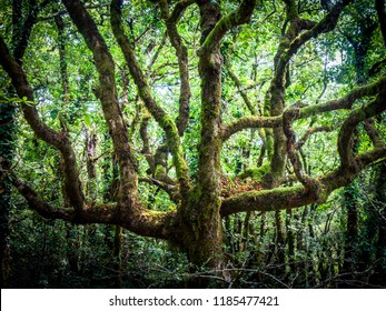 Outdoor Image Of Old Trees, Covered With Moss, Mysterious Forest - Fantastic Realism In Nature