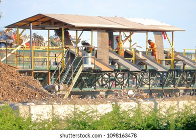 An Outdoor Industrial Assembly Line Of Workers Sort Scrap Wood Pieces Into Bins That Will Be Recycled. 