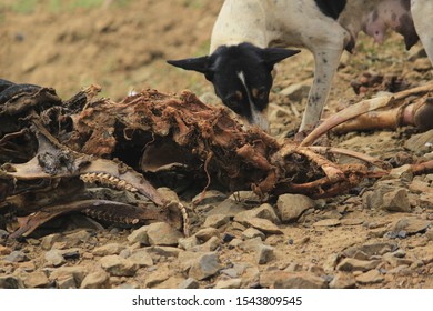 Flesh-eating Animal Images, Stock Photos & Vectors | Shutterstock