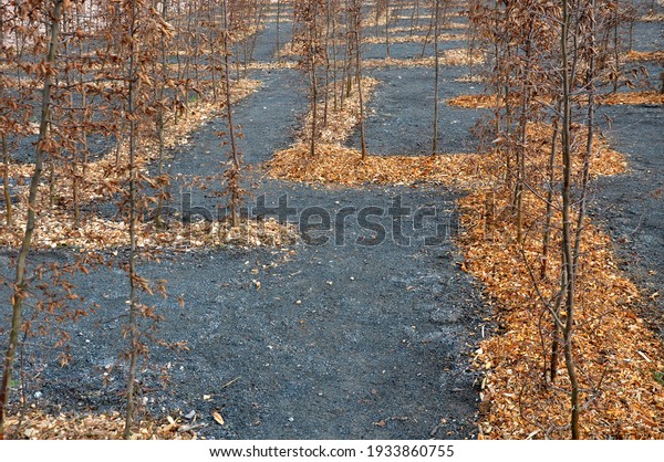 outdoor maze for children. he planted hornbeams in a row\
in a hedge. the plants are mulched with wood chips. there is a gray\
gravel path between the lines. the whole maze is visible, in winter\
