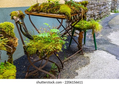 Outdoor Old Chair And Furniture Covered Big Green Plants.