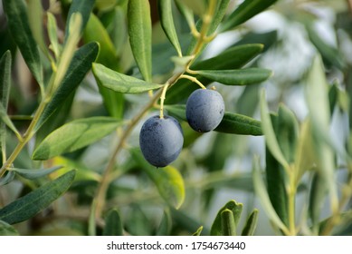 outdoor olives close-up of Sicily mediterranean agriculture
