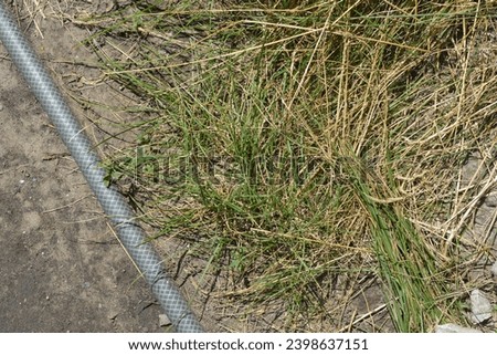 Outdoor path, watering of the vegetable garden, house flowers. Green long grass with green weeds and green grey hose for watering flowers.