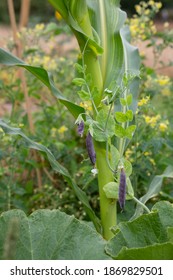 Outdoor Permaculture Garden With Companion Planting Of Corn, Green Beans And Pumpkin Plants.