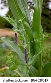 Outdoor Permaculture Garden With Companion Planting Of Corn And Green Beans Plants.