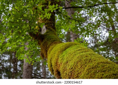 Outdoor Photography Bavaria Berge Outdoor - Shutterstock ID 2200154617