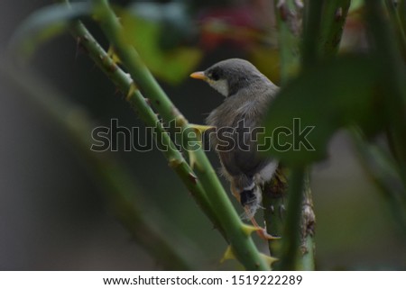 outdoor pictures of oldworld flycatcher