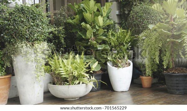 Outdoor Plant Pots Outdoor Garden Patio Stock Photo Edit Now