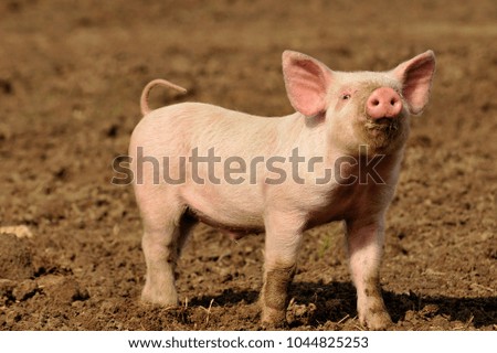 Foto Bild Cute happy baby pig with ear tag