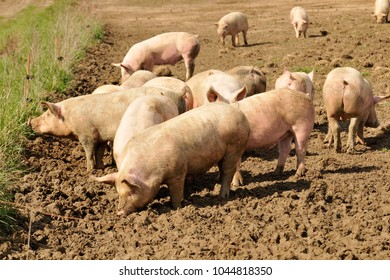 Outdoor Pork Farming Stock Photo 1044818350 | Shutterstock