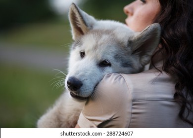Outdoor Portrait Of Beautiful Girl And Malamute Pup